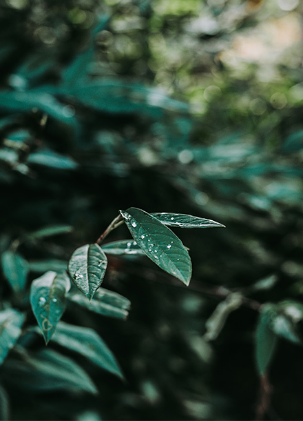 About-Text-Home-Safeway-2