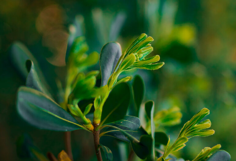 Resources and Research Safeway Pest Control