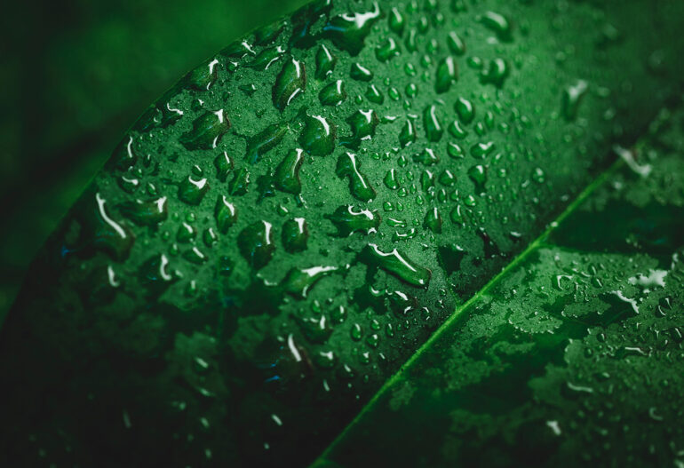 Resources and Research Safeway Pest Control