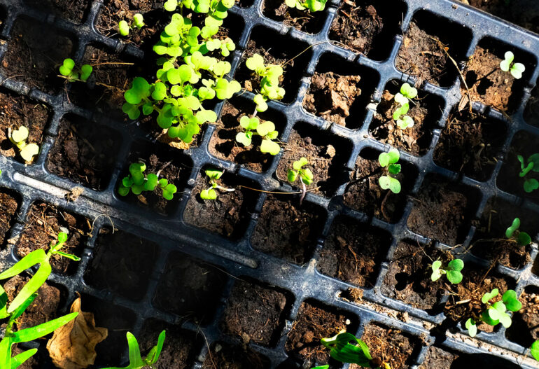 Resources and Research Safeway Pest Control