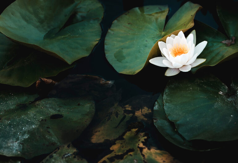 Resources and Research Safeway Pest Control