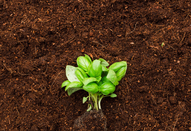 Resources and Research Safeway Pest Control